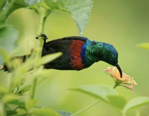 Red-chested Sunbird - Cinnyris erythrocercus bird in Nectariniidae, in Burundi, Congo, Ethiopia, Kenya, Rwanda, South Sudan, Tanzania, and Uganda. Small metal green and red bird feeds on nectar